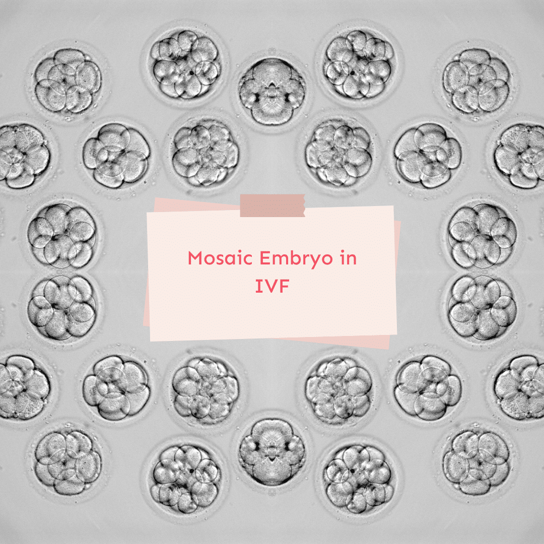 Embryon mosaïque dans la FIV