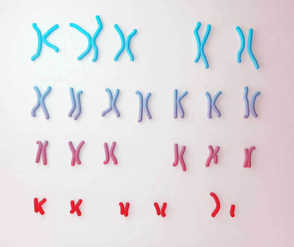 Gender Selection 3 Chromosomes