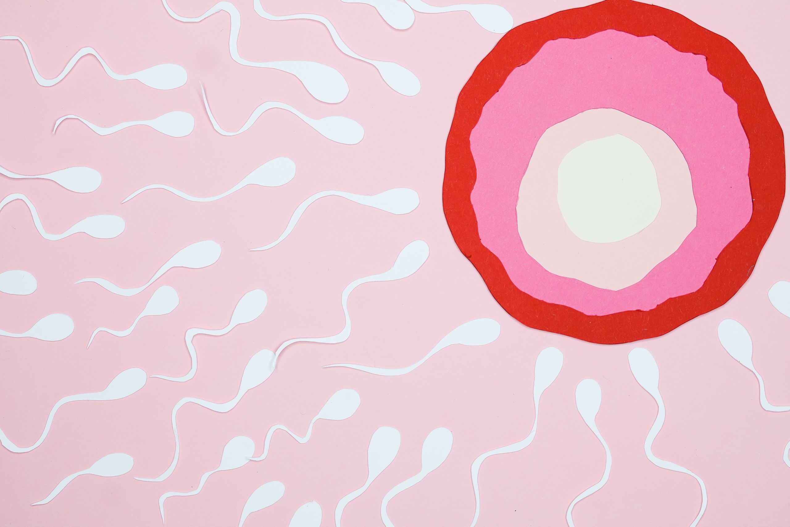 Egg donation 1 Egg Donation How it works