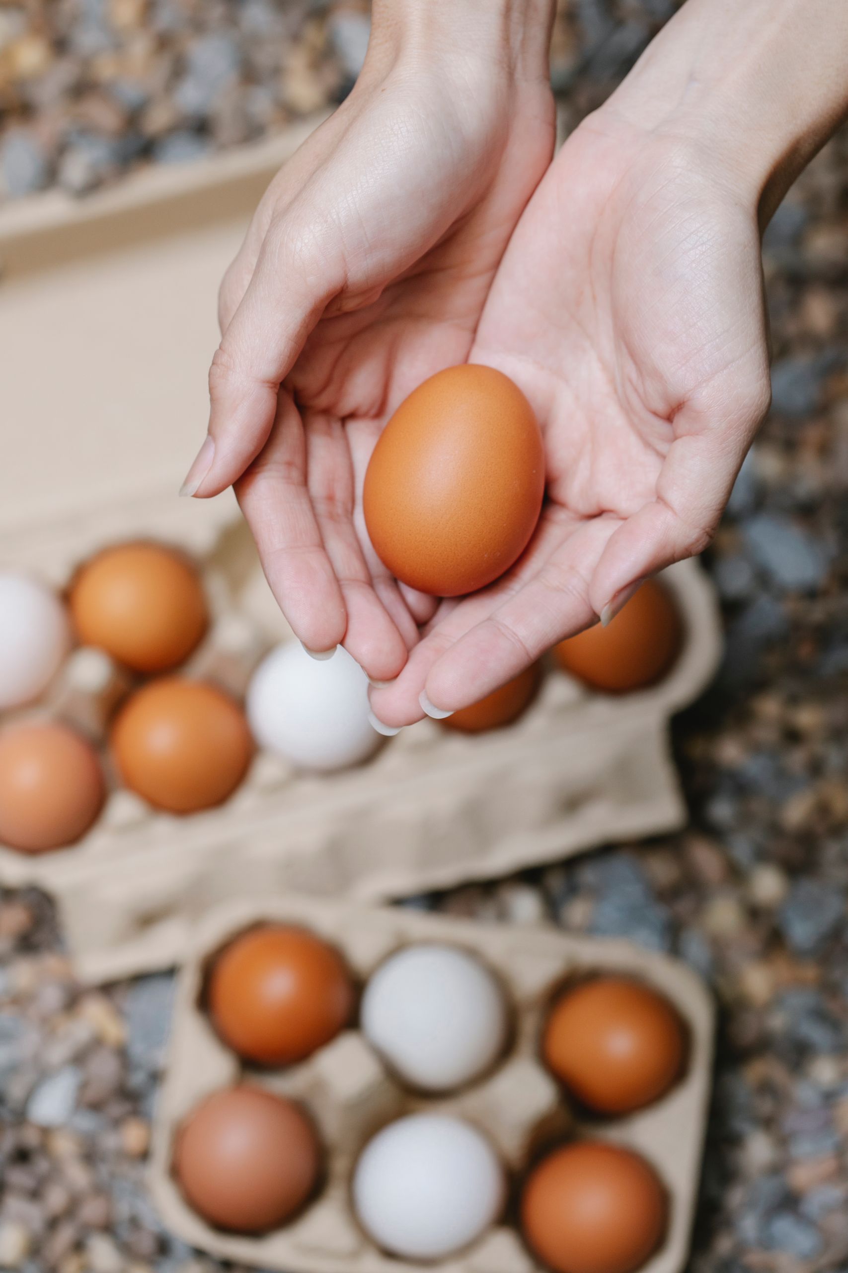 Egg donation 7 Egg Donation
